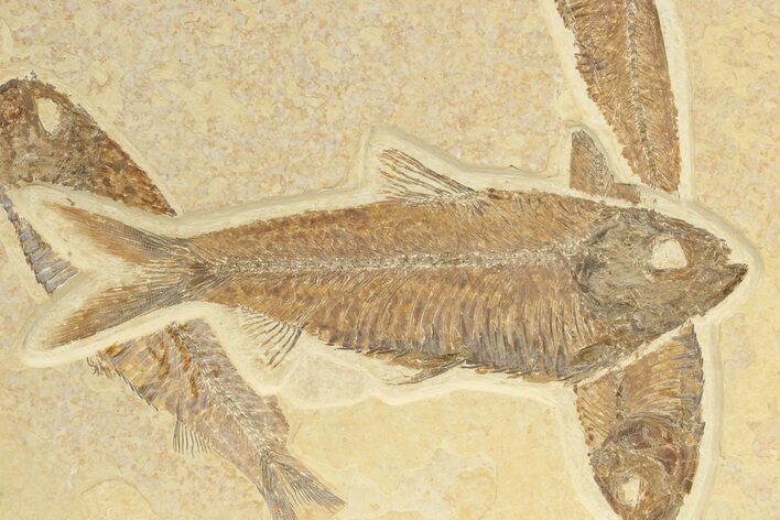 Four Detailed Fossil Fish (Knightia) - Wyoming #240375